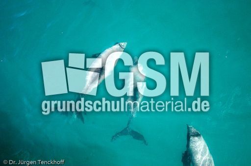 Hector-Delfin (9 von 15).jpg